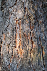 Pine tree bark closeup