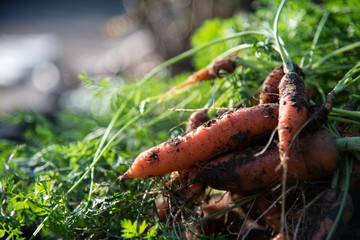 Harvesting carrots. bunches of carrots with tops. gardening garden