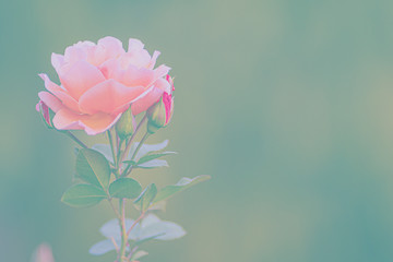 Einzelne Rose, pink, mit Freiraum, Hintergrund