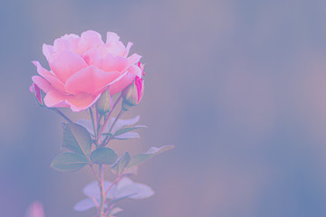 Einzelne Rose, pink, mit Freiraum, Hintergrund