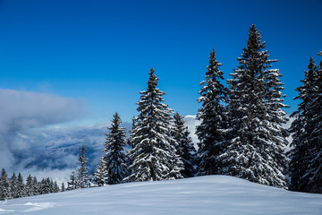 Beautiful view of Mountains and Fir Trees in wintertime. 