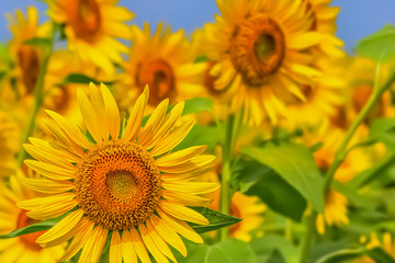 ヒマワリの花　　Sunflower 