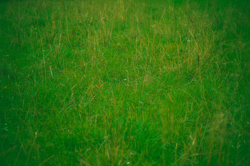 Green texture with grass. Beautiful grass in greens. Photo background with green earth underfoot