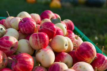 Ripe juicy apples harvested in autumn
