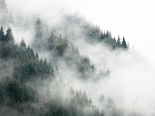 Fototapeta na wymiar Forest covered in a fog on a rainy summer day