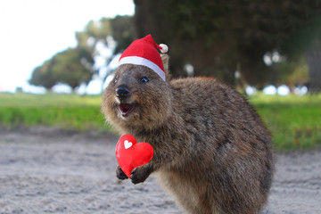 Laughing Christmas Santa quokka - a small Australian kangaroo living on Rottnest Island near Perth (Western Australia) © Ines Porada