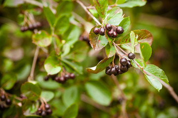 Chokeberry. Aronia berries on a branch.