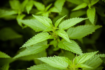 Nettle. Stinging green nettle. Photo background with nettle closeup.