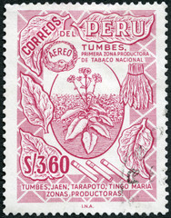 PERU - 1953: shows Tobacco Plant, 1953