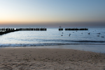 Fototapeta premium Beautiful seagull sunset in Rewal.