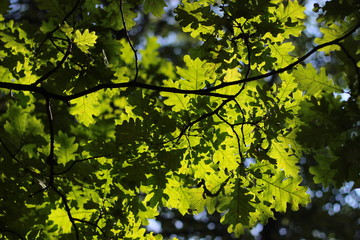 Fototapeta premium Foliage of a tree in the sun. Bright leaves on a tree. Photo background with contrasting leaves