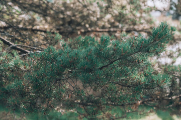 Finnish pine. A branch of Finnish pine in nature. Photo background with finnish pine with copyspace