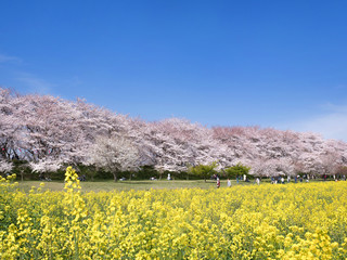 埼玉県　権現堂桜堤