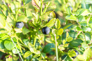 Ripe bilberry on bush. Close up.