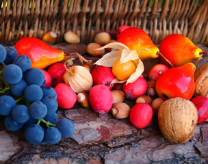 herbstfrüchte sammeln