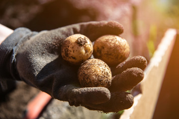 fresh organic potatoes in the field garden gardening