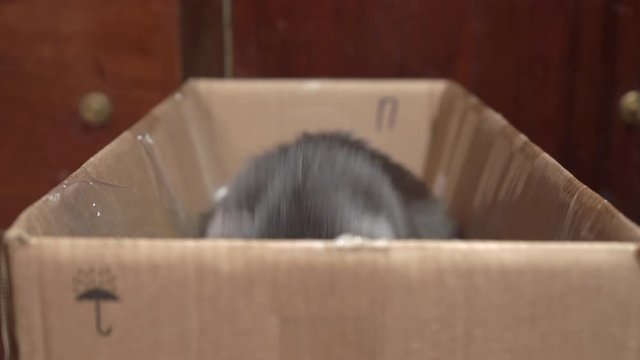 Gray cat excited during a game in cardboard box. Domestic cat dilates pupils and eyes wide open playing with hand.