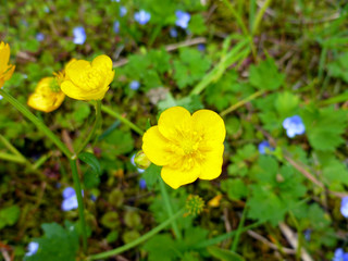 Close up of a Common Buttercup yellow flowers on green grass background. Ranunculus acris (meadow buttercup, tall buttercup, giant buttercup). Selective focus, blurred background. 