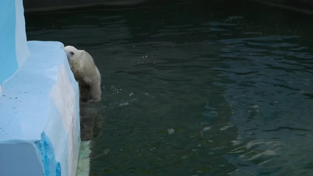Polar bear with cubs playing in water