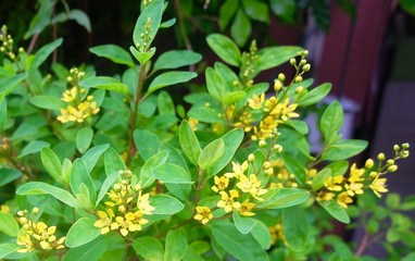 Flowers of Chinese Perfume Plant in The Garden