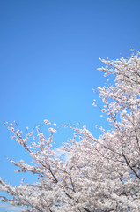 Many of Cherry blossom flower or Sakura or Plum flower on the tree in spring daytime in north of Japan, Sendai-Fukushima area with sunshines