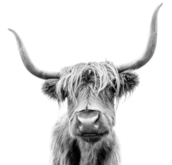 Fond de hotte en verre imprimé Highlander écossais Une vache Highland en Ecosse.