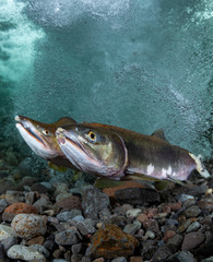 School of Karafuto Trout
