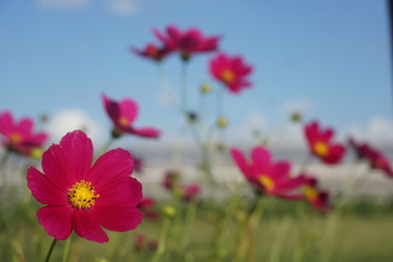 コスモス
