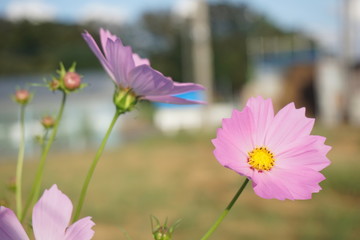 コスモス