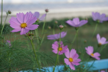 コスモス