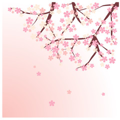 Obraz na płótnie Canvas cherry blossom tree background
