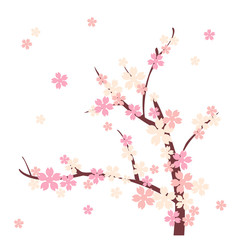 cherry blossom on white background
