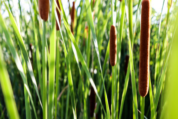 Fluffy reed of Typha Bulrush movement under the wind in autumn light, countryside swampy meadow. © PhoenixNeon