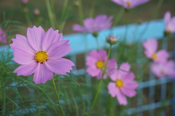 コスモス