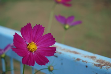 コスモス