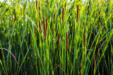 Fluffy reed of Typha Bulrush movement under the wind in autumn light, countryside swampy meadow.