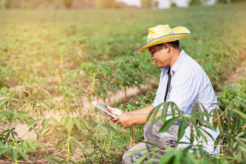 A man to use check read or analysis a report of cassava in plantation farm on tablet computer,agriculture concept
