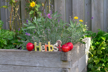 Rote Äpfel im Herbst im Garten Querformat