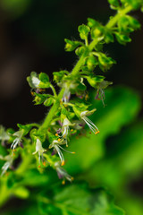 closeup of a sweet basil Flower