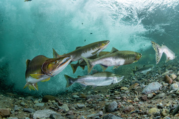 School of Karafuto Trout