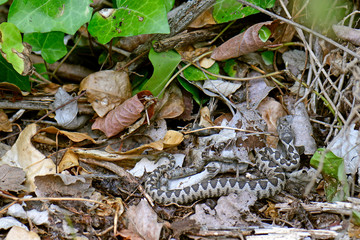 Europäische Hornotter (Vipera ammodytes meridionalis) lauert auf Beute - horned viper in Greece