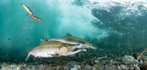 School of Karafuto Trout