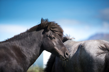 Icelandic horses and beautiful landscape&nbsp;