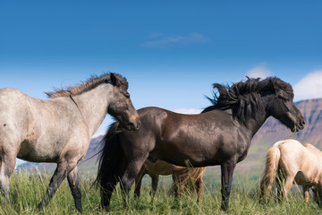Fototapeta na wymiar Icelandic horses and beautiful landscape 