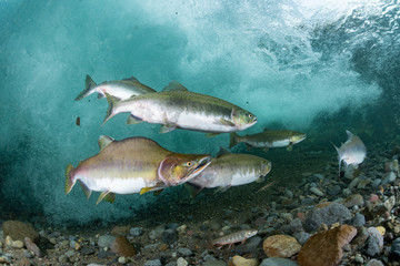 School of Karafuto Trout