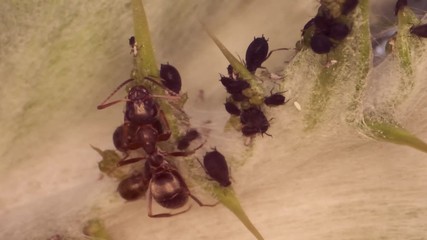Red barbed ant milking aphids on a sheet of spear thistle. Slow motion. Macro 1:1. 