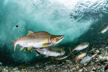 School of Karafuto Trout