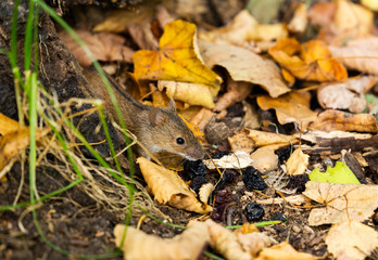 Wild Wood mouse on the forest floor in a autumn forest.
