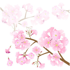 vector pink flower on white background