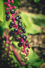 Berries and pink stem